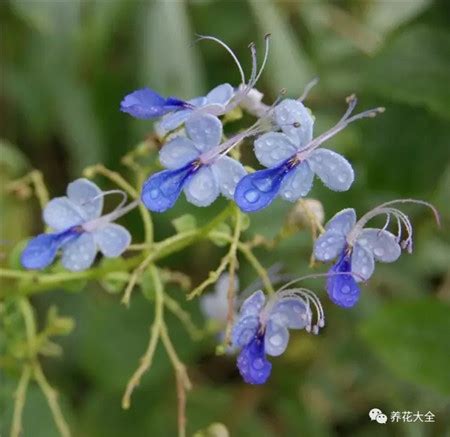 蓝蝴蝶几月份开花，生态