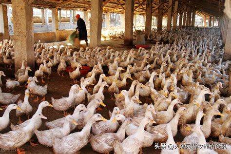回农村养殖什么最好（家