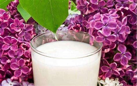 过期牛奶可以浇花吗（营