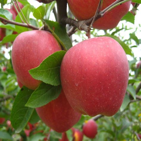新疆阿克苏冰糖心苹果（种植环境、口感特点、营养价值）