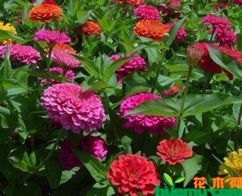 百日草什么时候播种最好，适宜的气温、光照条件、土壤湿度