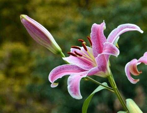 百合花可以养多久，生命