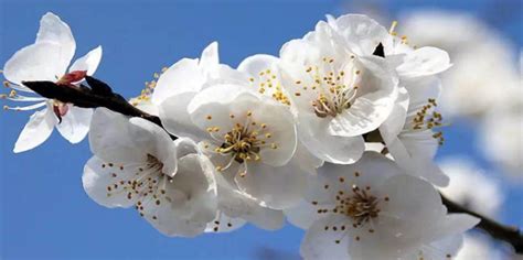 桃花和杏花哪个先开，桃