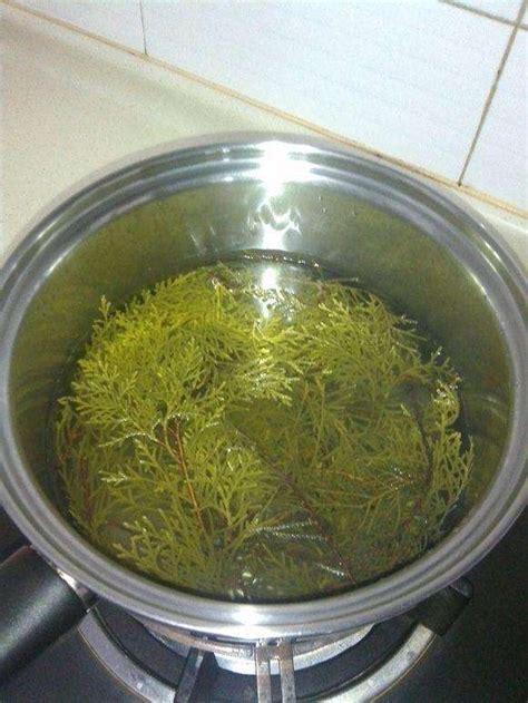 柏叶熬水洗头能治白发吗