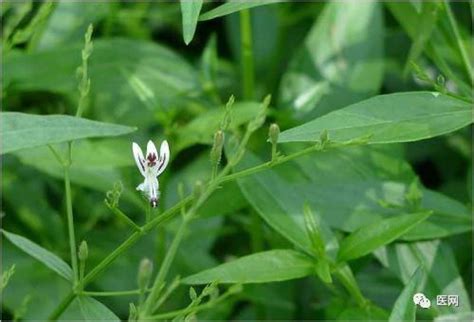 穿心莲长什么样子（形态