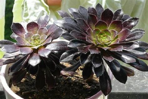 黑法师多肉植物的养殖方