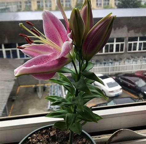香水百合适合在室内养吗