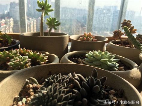养好多肉植物只需两个小