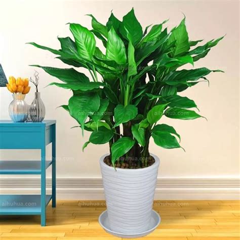 室内喜阳光的盆栽植物，