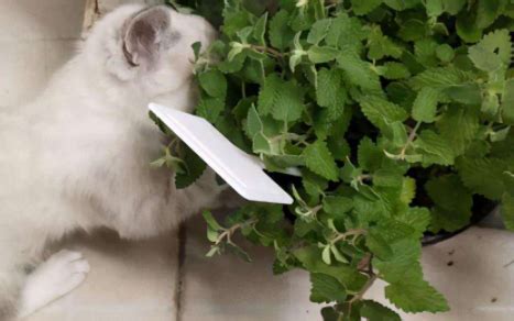 猫咪吃猫薄荷有坏处吗，