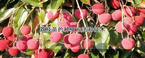 荔枝的种植方法和技术，选种和繁殖／栽植和管理／病虫害防治