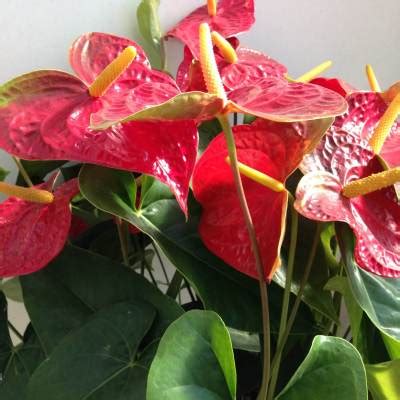 花烛的寓意和象征（寓意