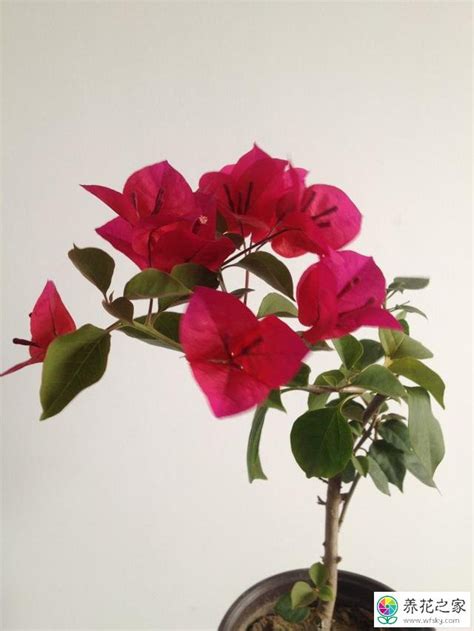 三角梅的花为什么一碰就掉（三角梅的花朵结构特点／保护机制）
