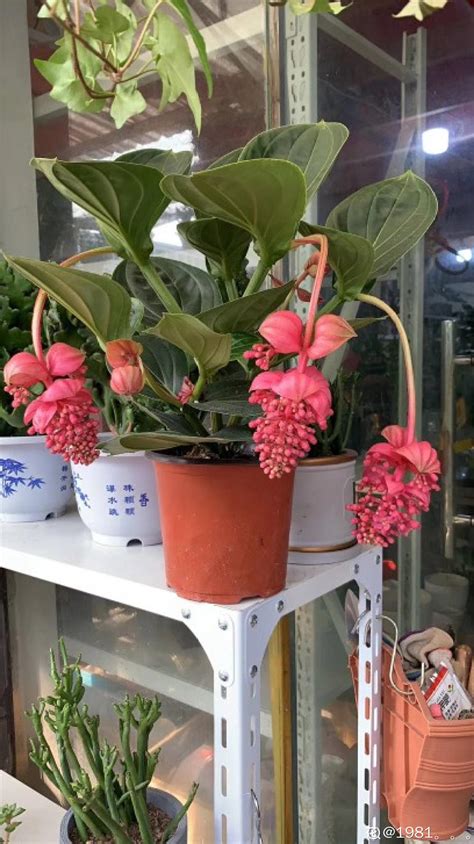 花卉宝莲灯的养殖方法，选择合适的种子／播种和管理／病虫害防治