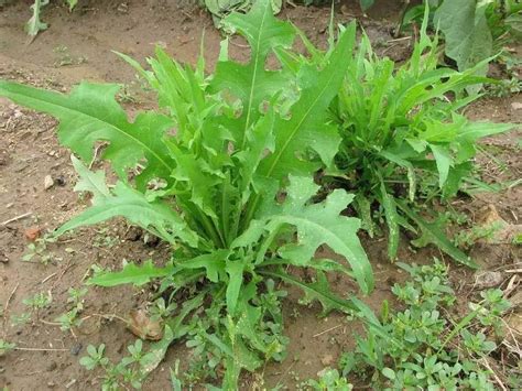 花叶滇苦菜食用方法，特点／食用方法／药用价值