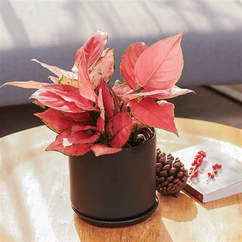 如意绿植的寓意是什么（