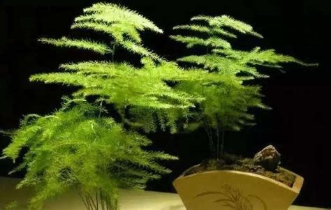 文竹的繁殖方法有几种（