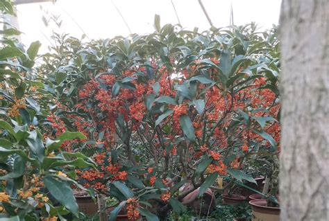 桂花开完花后该怎么处理