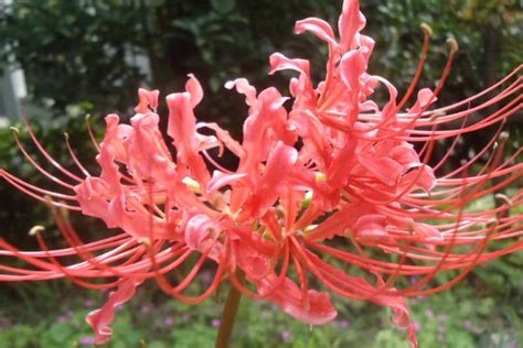 彼岸花有香味吗（彼岸花