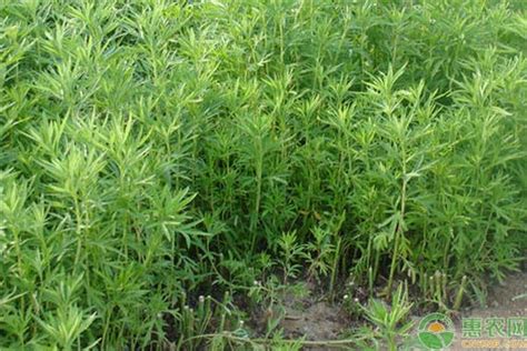 芦蒿的种植时间及种植方法（时间／方法／小结）