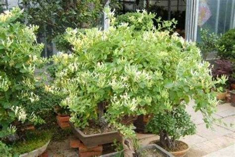 金银花树苗几月份栽最好（春季栽种／秋季栽种／其他注意事项）