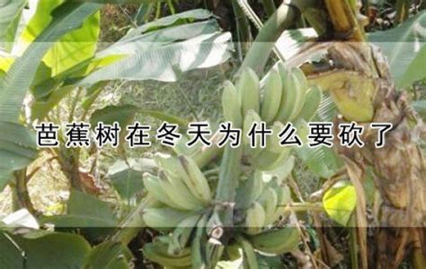 芭蕉树在冬天为什么要砍了（生长环境／在冬天的问题／砍伐的原因）