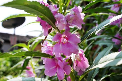 凤仙花是什么根系（生长环境、特点、管理）