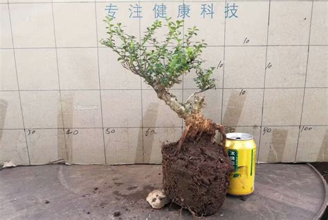 珍珠黄杨下山桩怎么种，
