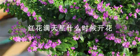 满天星几月份开花，生长