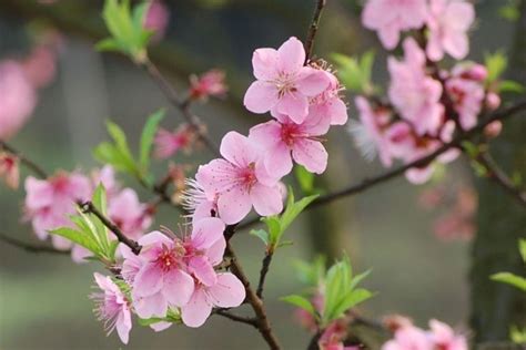 桃花的真正花语，爱情、