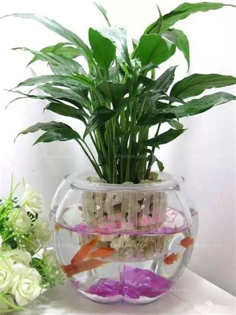 水培花卉哪些比较好养（