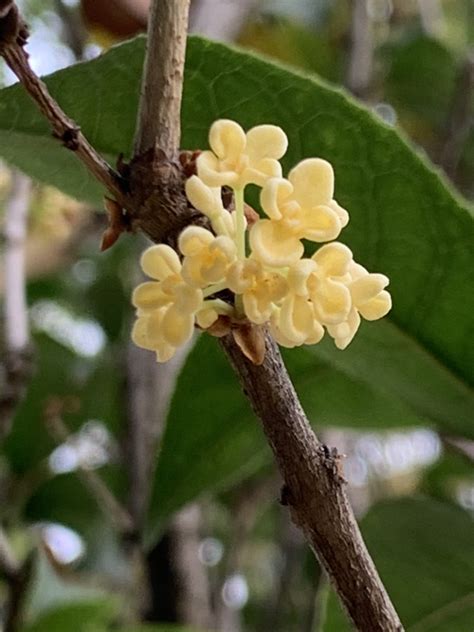 红桂花和黄桂花的区别（