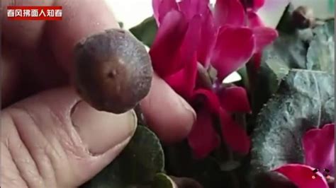 仙客来开花后结的籽怎么