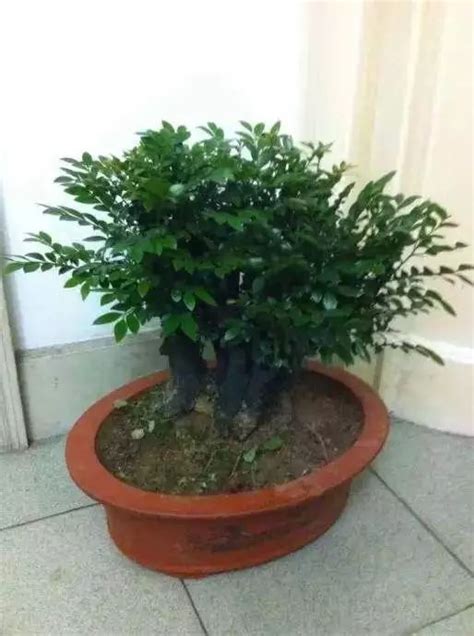 小叶紫檀树苗多少一棵，