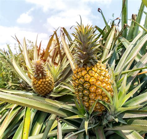 菠萝怎么种植方法水养可