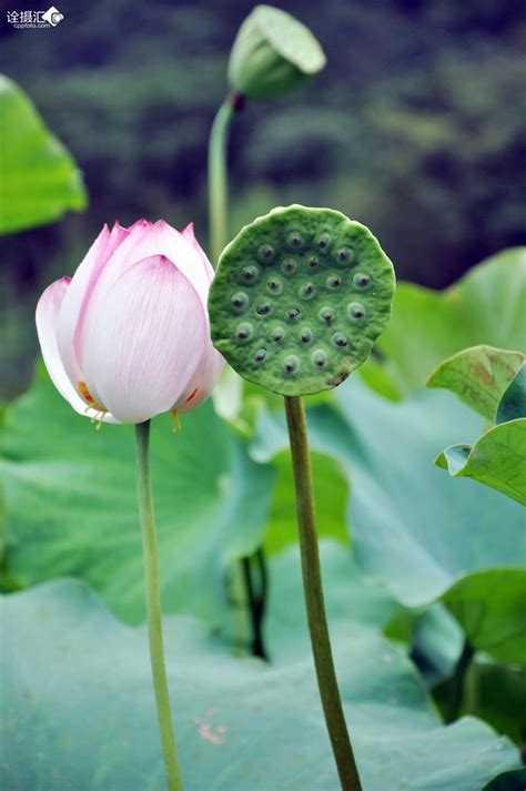 抽荷花为什么要把线抽掉