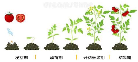 番茄各个时期施肥量详细