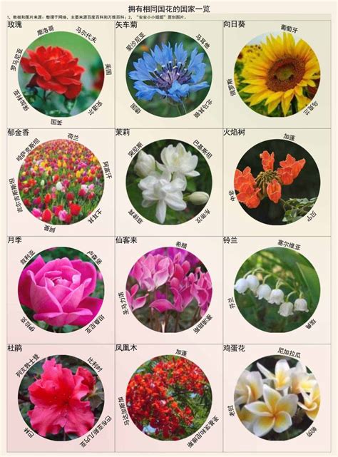 各国国花我会选填序号，中国-牡丹／日本-樱花／法国-郁金香