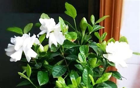 栀子花适合放卧室吗，芳香／美化作用／养生功效