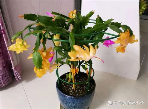 几月嫁接蟹爪兰容易成活