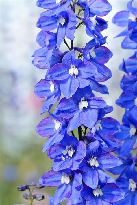<strong>飞燕草花语和寓意（花语</strong>