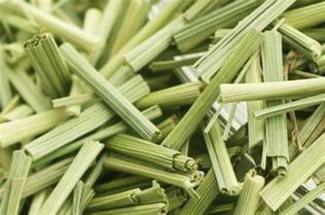 香草和香茅草是一样的吗