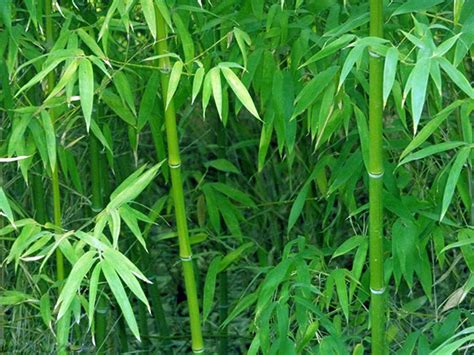 四季青竹子耐寒吗，生长环境、耐寒能力、抗病虫害