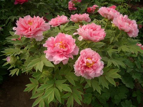 牡丹花一般什么时候开花