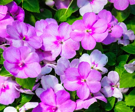 凤仙花的颜色和形状，颜色、形状、用途