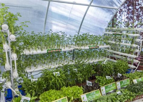 小型室内种植致富，优势／适宜作物／致富案例