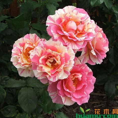 莫奈月季的优缺点，生长