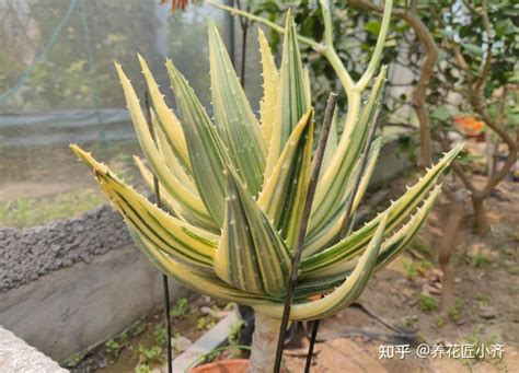 芦荟最漂亮的老桩，独特