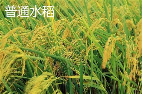 杂交水稻和转基因的区别