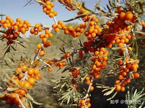 沙棘在哪里生长，生长环境、分布区域、价值和用途